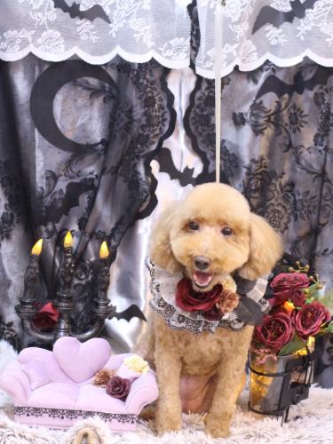 20231014COCOちゃん